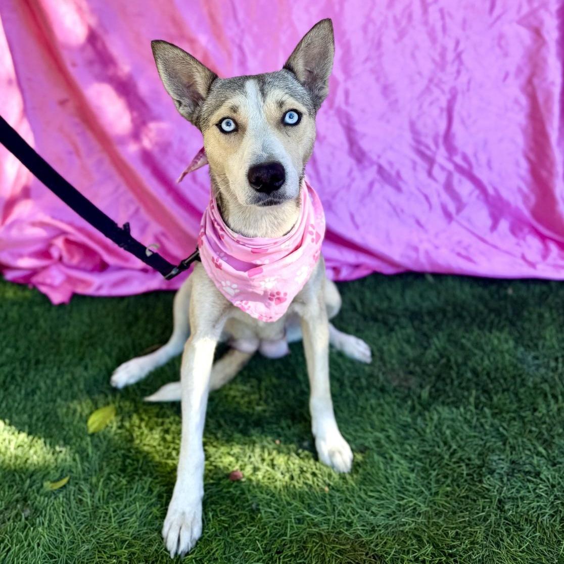 Enlarge FIONA, an adopted mixed breed in Rowland Heights, CA image 2/6