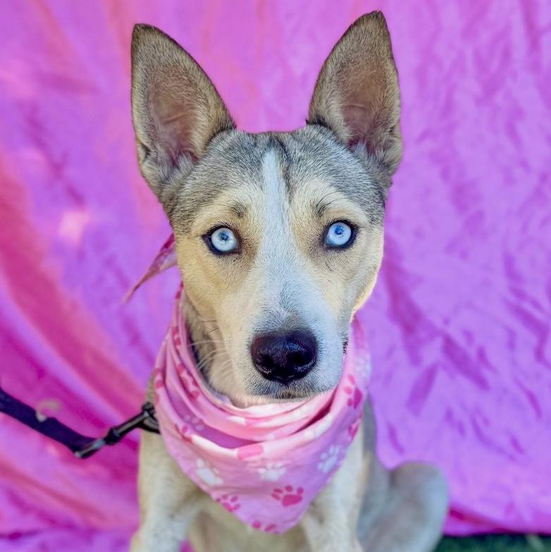 FIONA, adopted, Young Female Klee Kai & Husky.