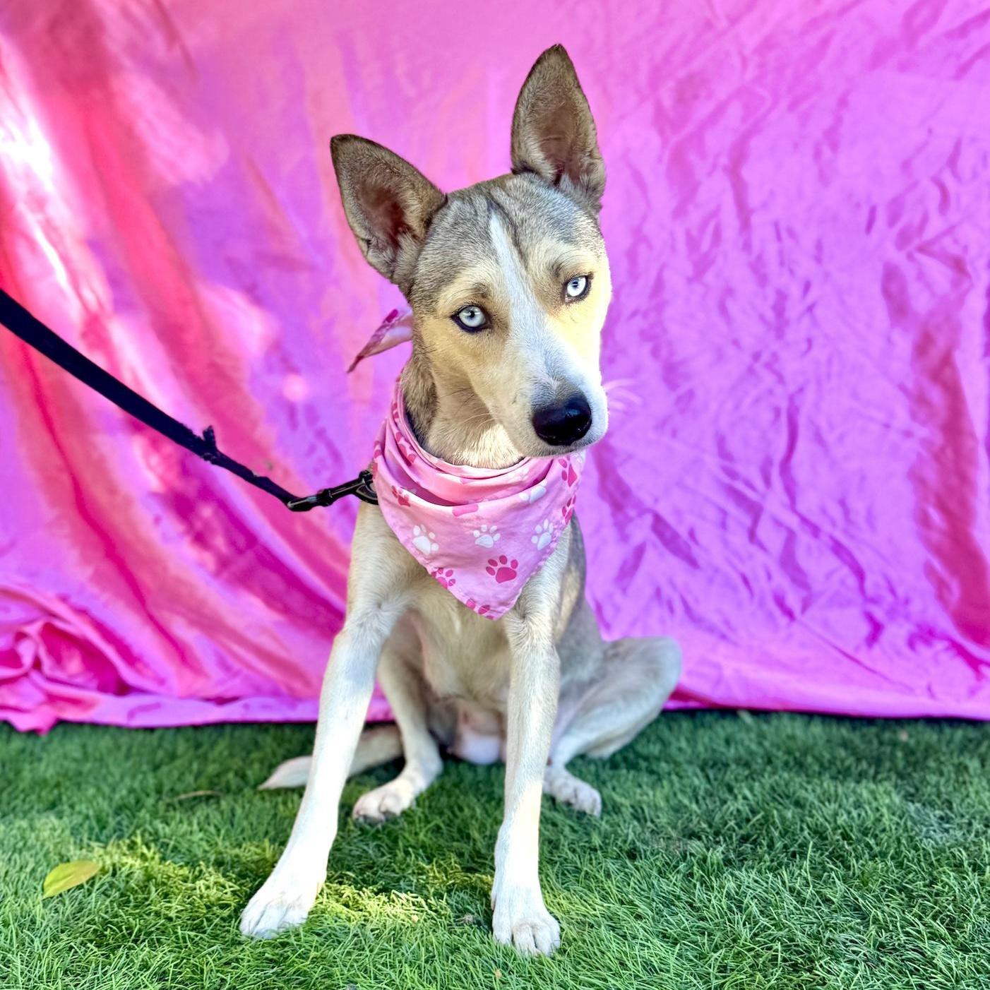 Enlarge FIONA, an adopted mixed breed in Rowland Heights, CA image 4/6