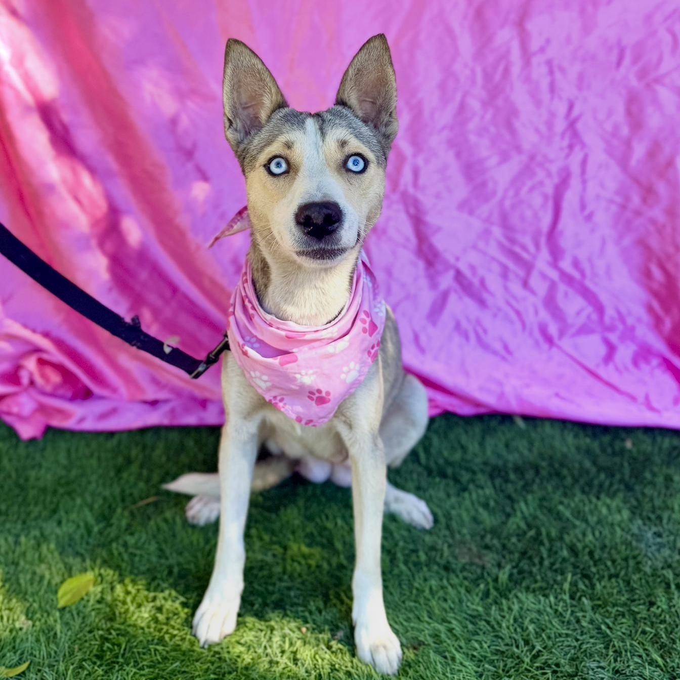 Enlarge FIONA, an adopted mixed breed in Rowland Heights, CA image 5/6