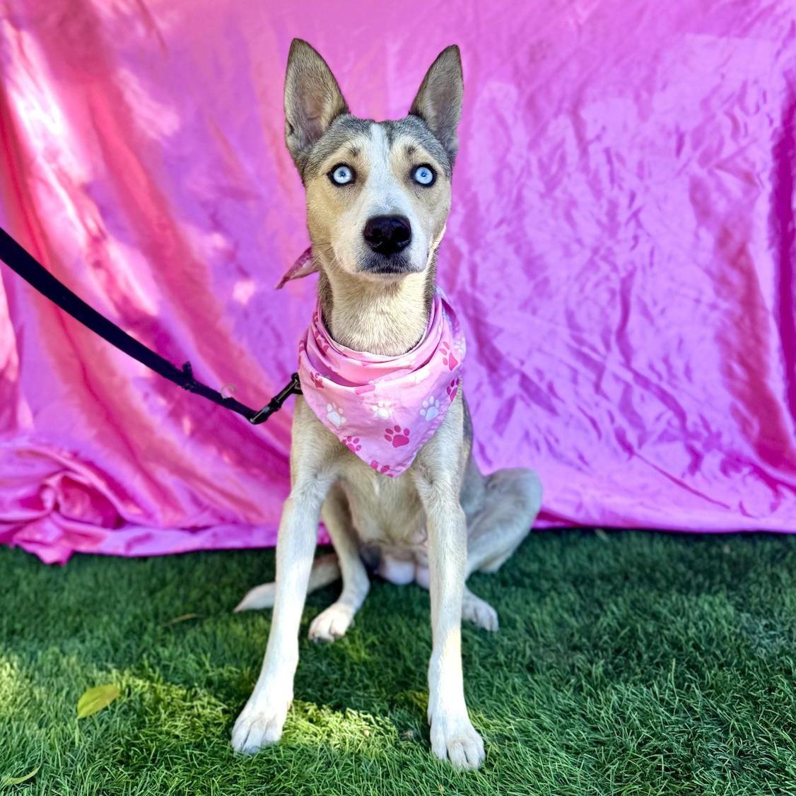 Enlarge FIONA, an adopted mixed breed in Rowland Heights, CA image 3/6