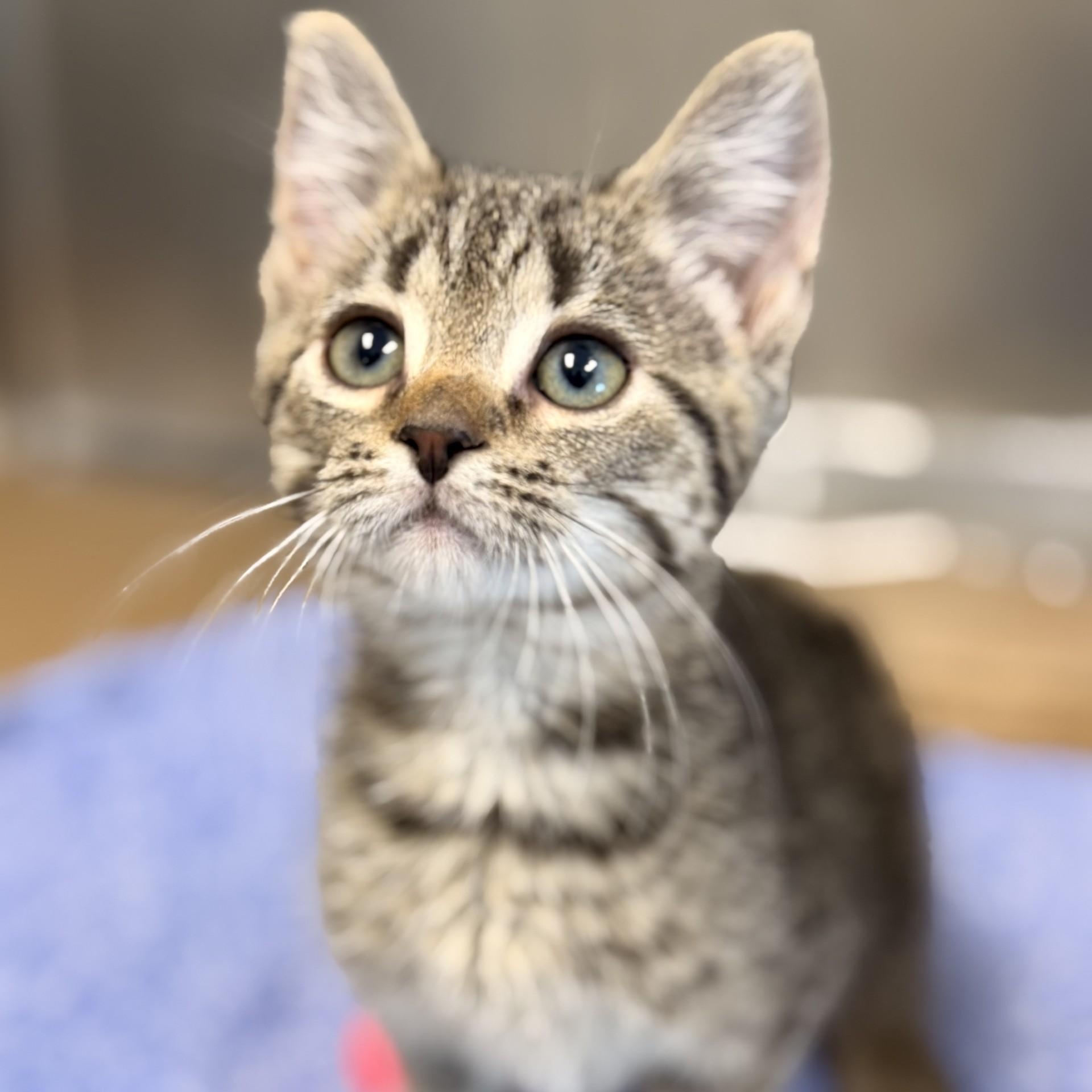 Forrest, Adopted, Kitten Male Domestic Short Hair.