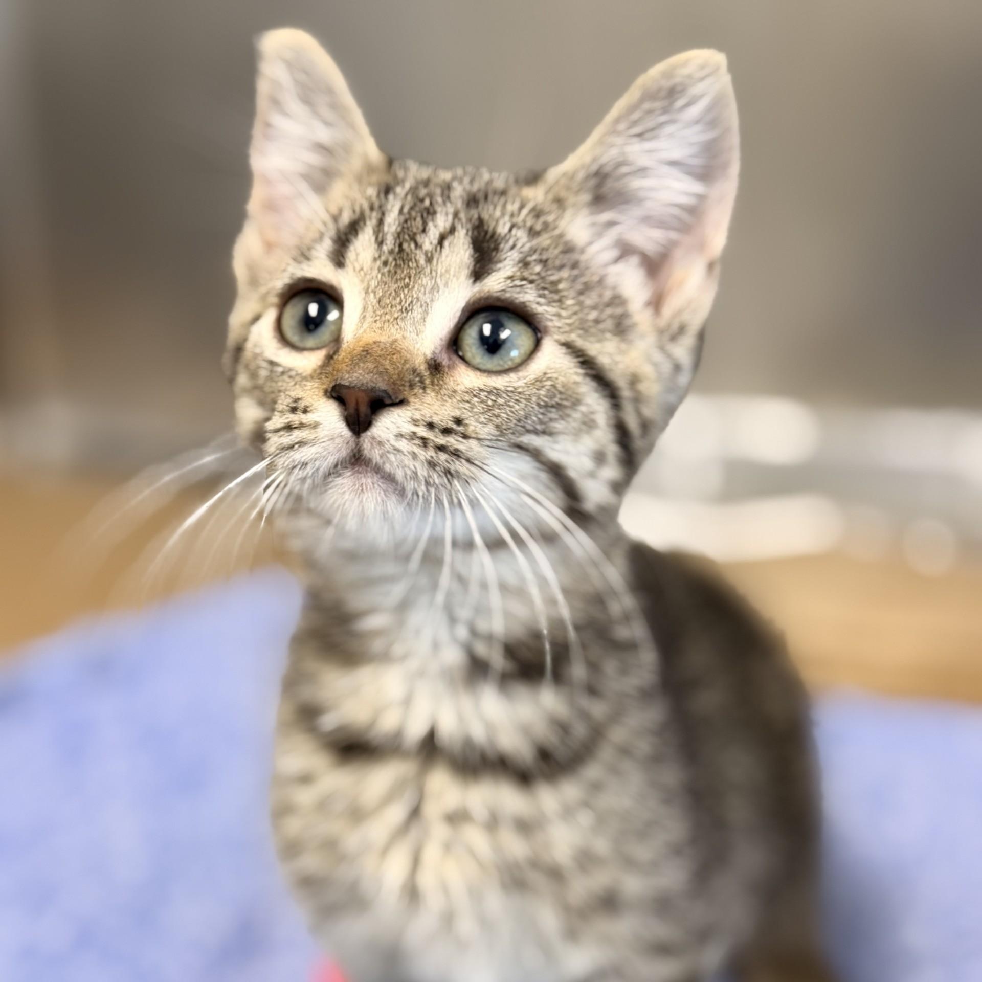 Enlarge Forrest, a Adopted Domestic Short Hair in Manahawkin, NJ image 2/2