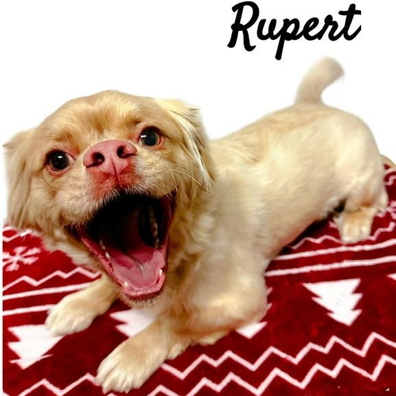 Rupert