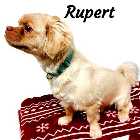 Rupert