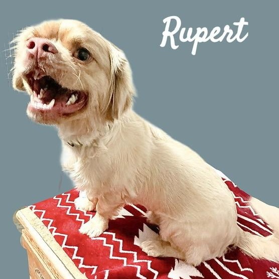 Rupert