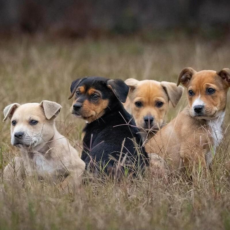 Luna Celestial — thumbnail 2