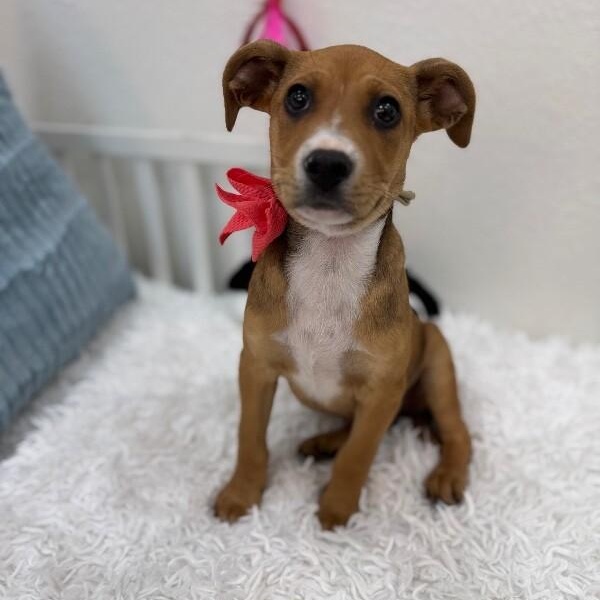 Luna Celestial — thumbnail 4