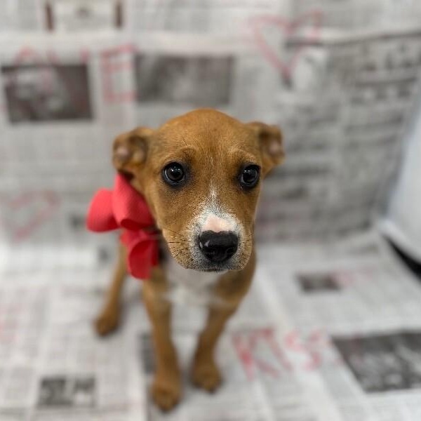 Luna Celestial — thumbnail 5