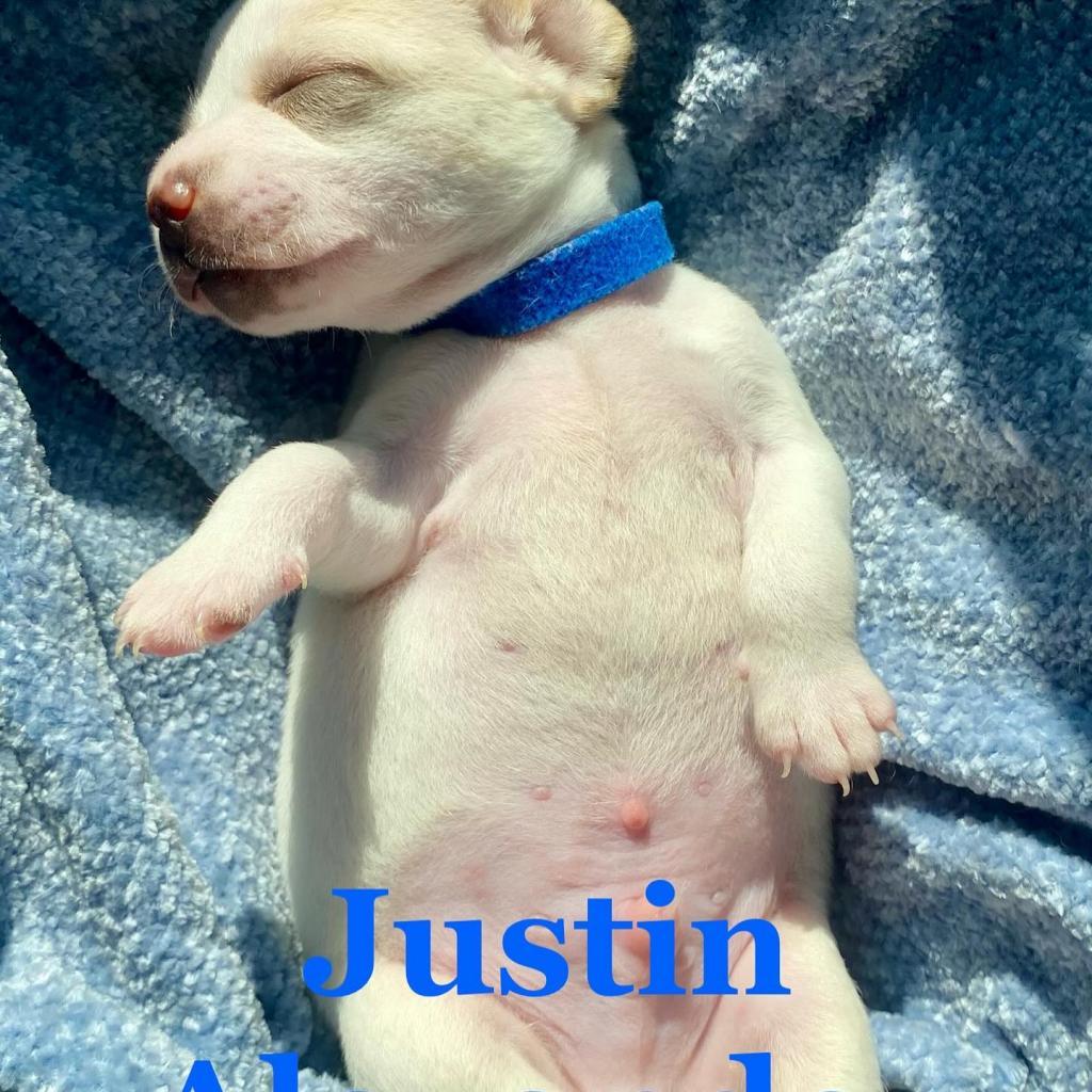 Justin Alexander (Camellia Bridal Litter), Adoptable, Adult Male Schnauzer & Jack Russell Terrier.