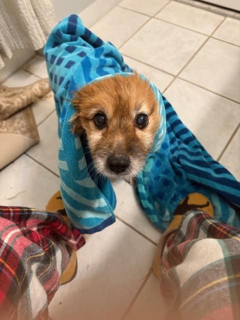 Wayne Available soon, Adoptable, Senior Male Pomeranian.