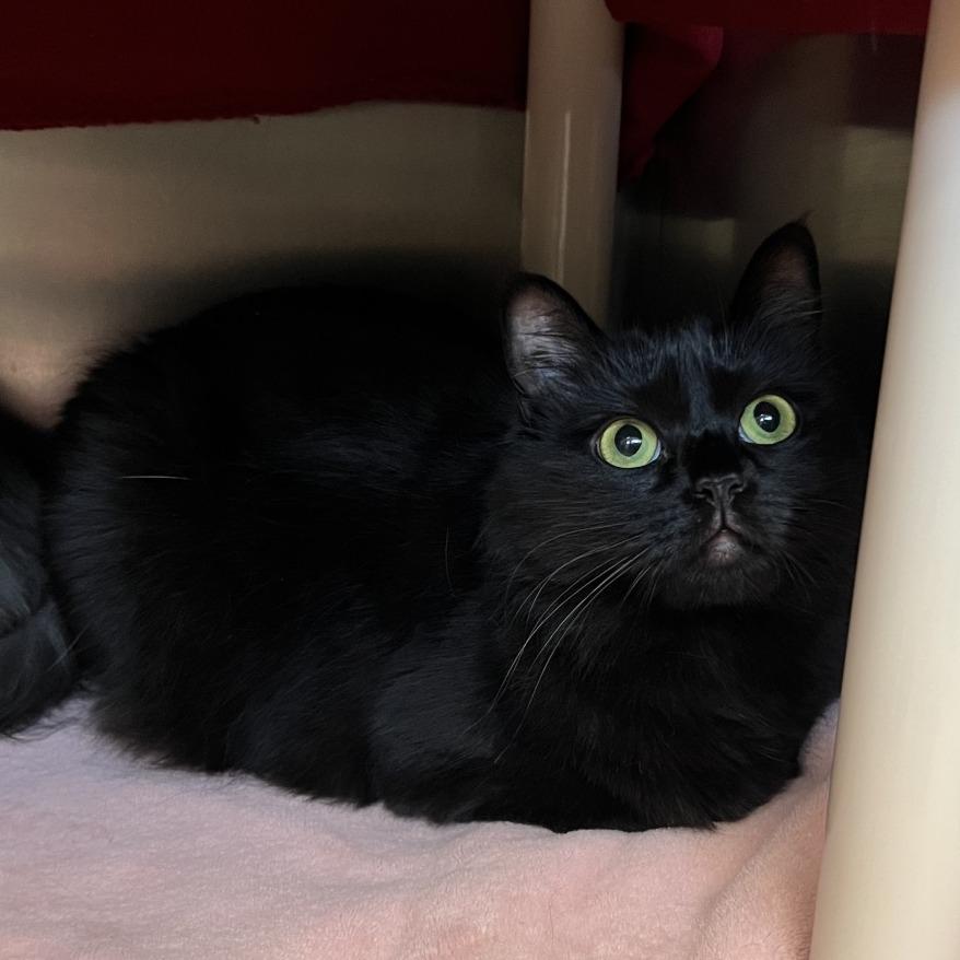 Thin Mint, Adoptable, Adult Female Domestic Medium Hair.