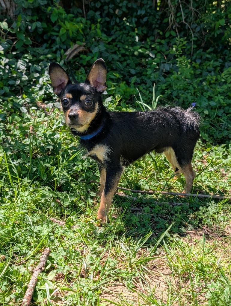 Enlarge Cooper, a ADOPTABLE mixed breed in Maysville, KY image 1/2