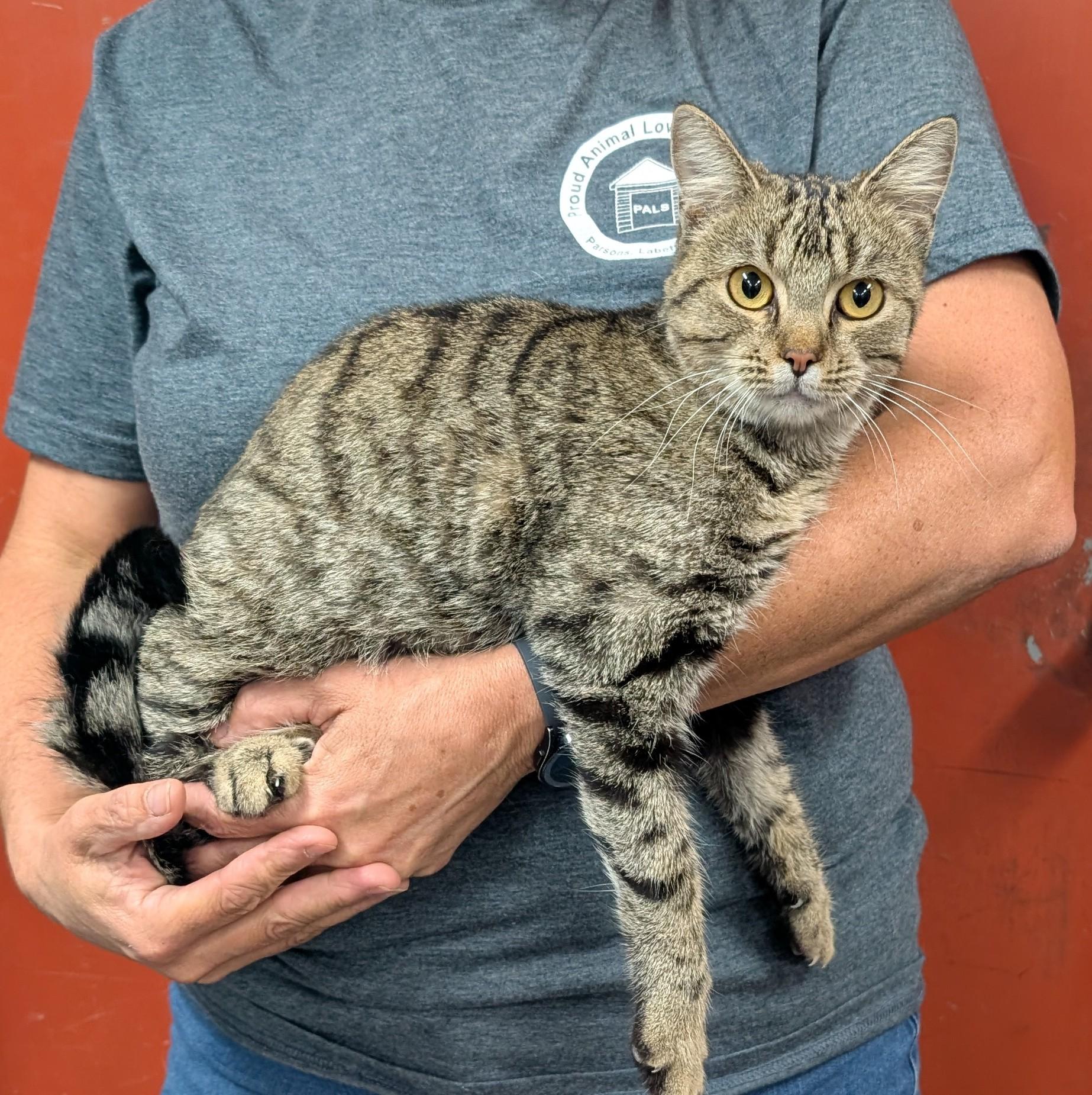 Nikki, Adoptable, Adult Female Domestic Short Hair.