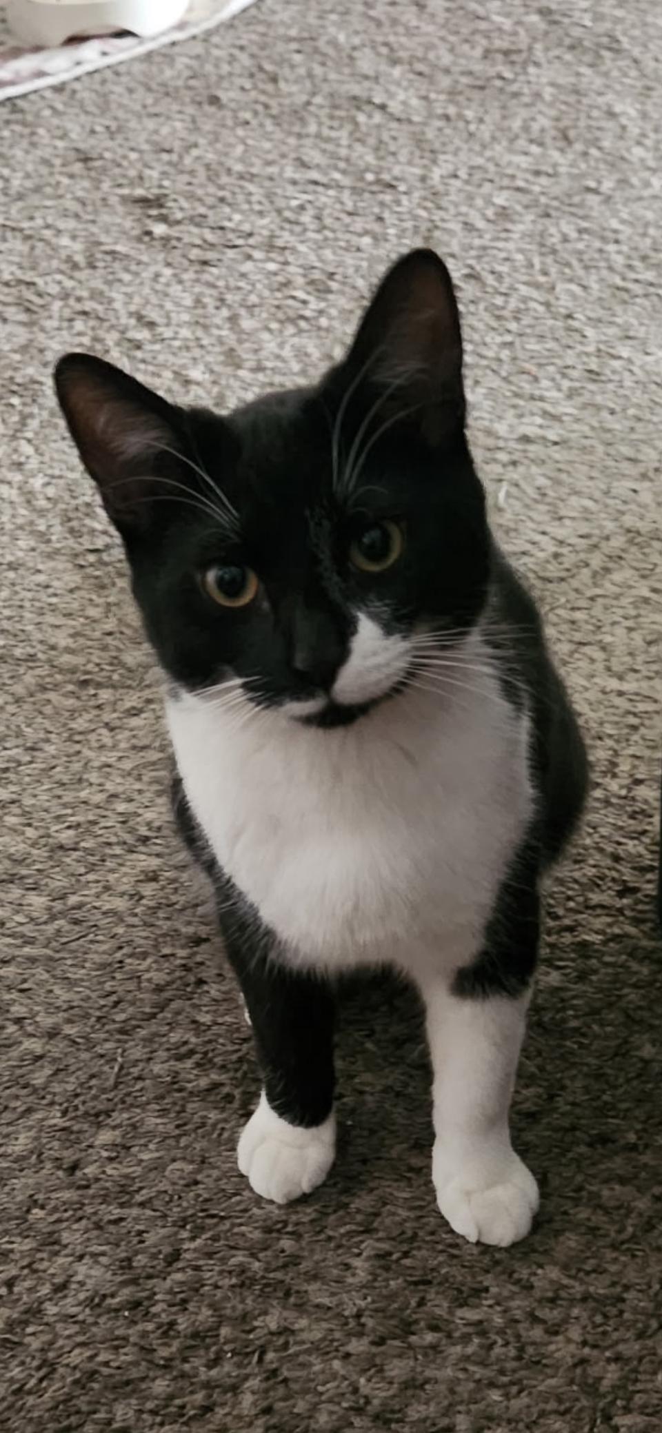 Enlarge Bento, a Adopted Domestic Short Hair in Scottsdale, AZ image 1/1