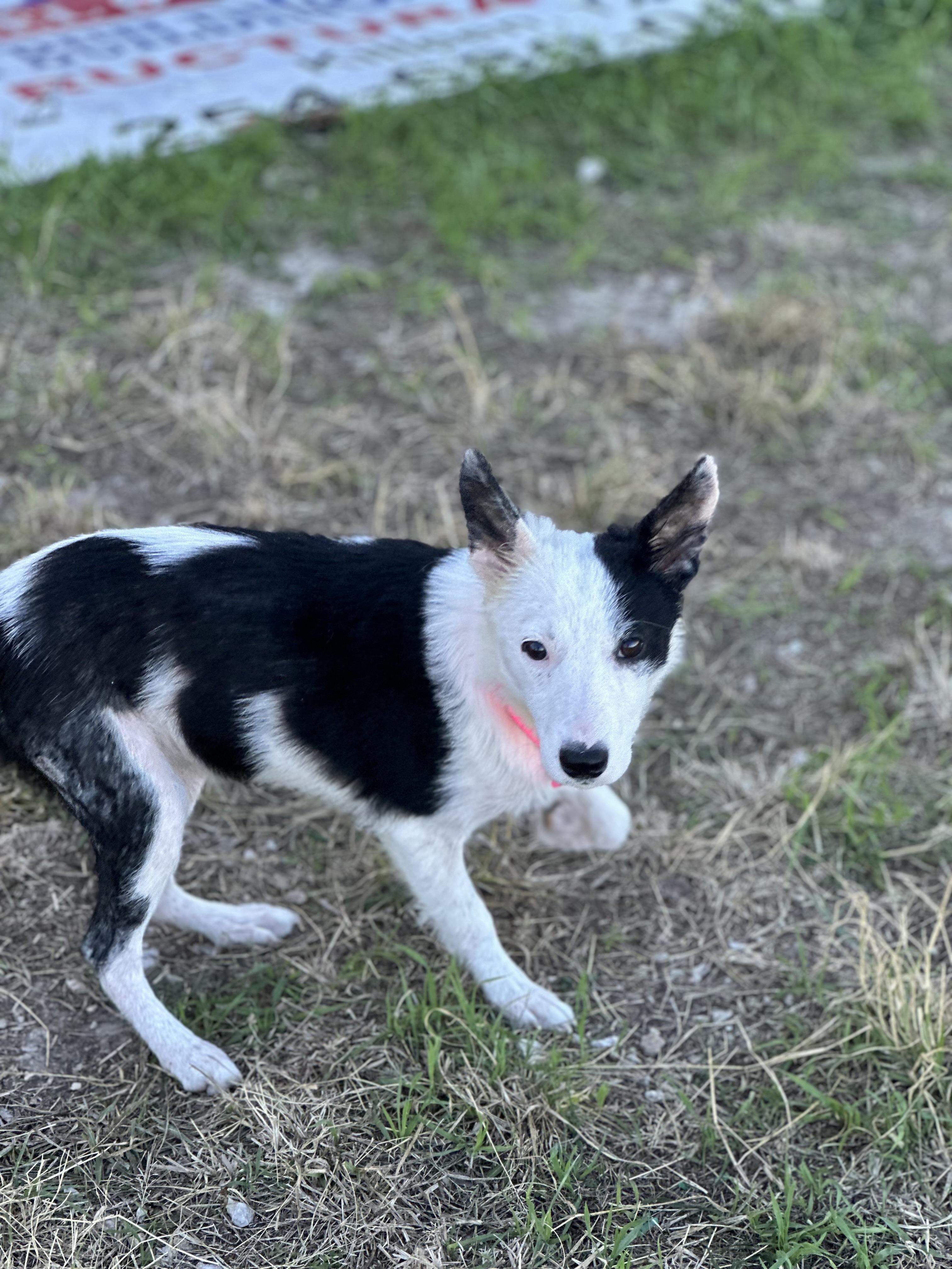 Holly, ADOPTABLE, Young Female Border Collie.