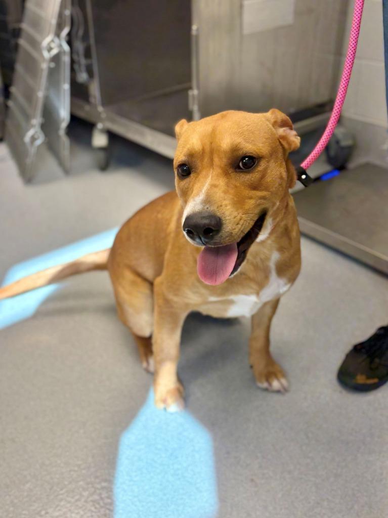 Domino, Adoptable, Puppy Male Pit Bull Terrier & Mixed Breed.
