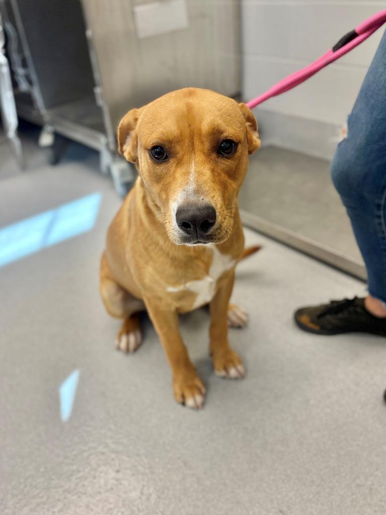 Enlarge Domino, a Adoptable mixed breed in Chillicothe, OH image 2/2