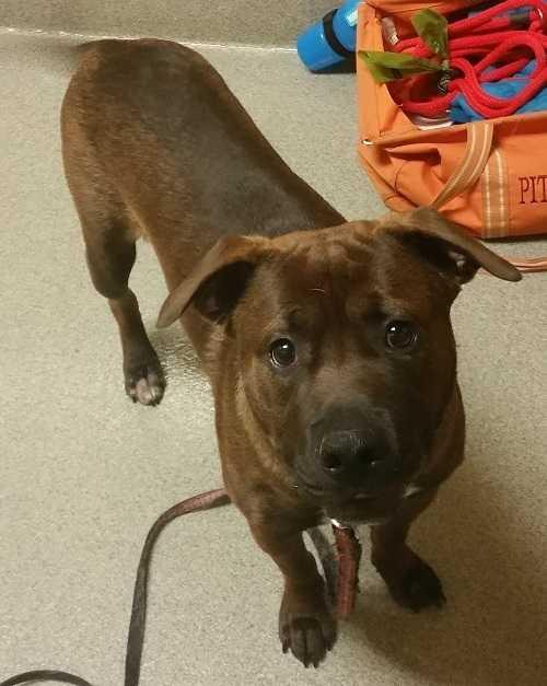 Tango, a Adopted mixed breed in Staunton, VA image 1/2