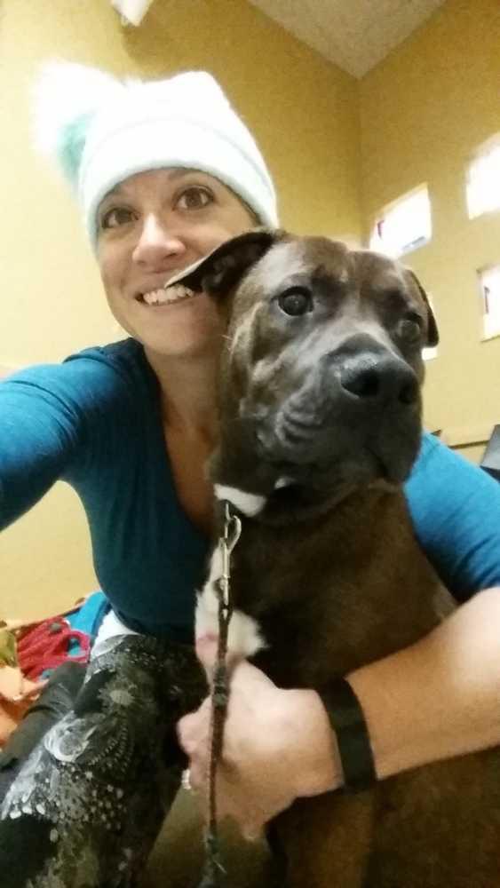 Tango, Adopted, Young Male Pit Bull Terrier & Labrador Retriever.