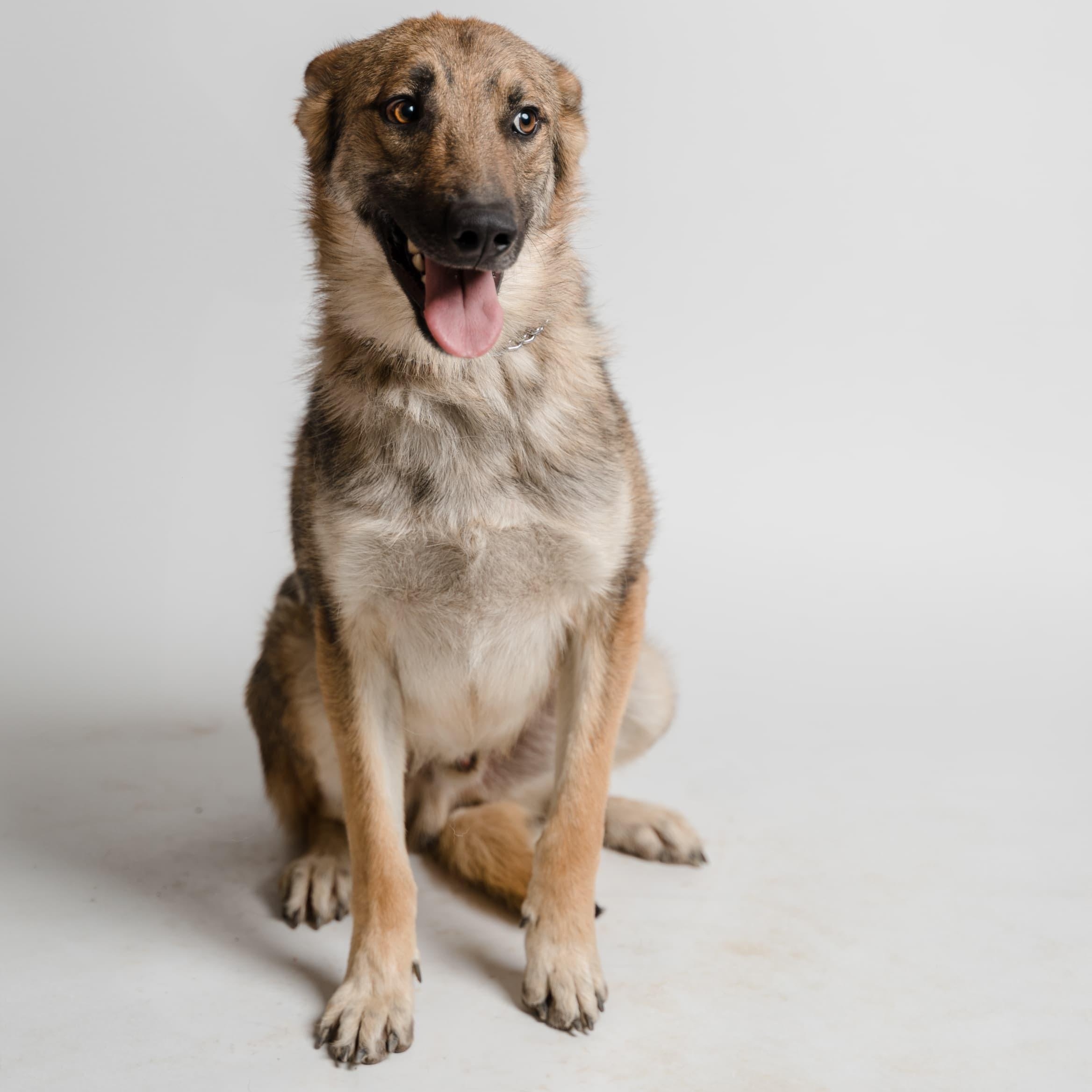Poli, Young Male German Shepherd Dog