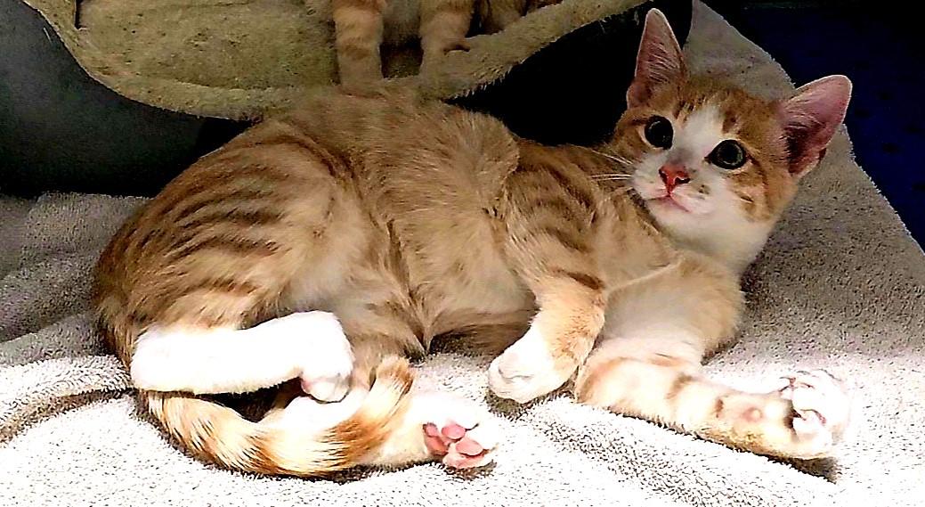 Toffee, an adoptable Domestic Short Hair in Pinedale, WY, 82941 | Photo Image 2