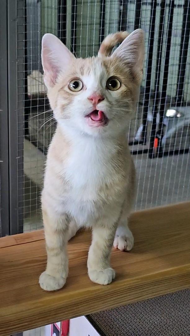 Toffee, an adoptable Domestic Short Hair in Pinedale, WY, 82941 | Photo Image 1
