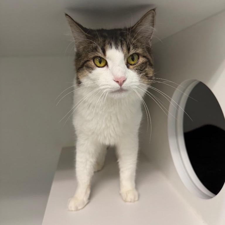 Dolly, Adoptable, Young Female Domestic Medium Hair.