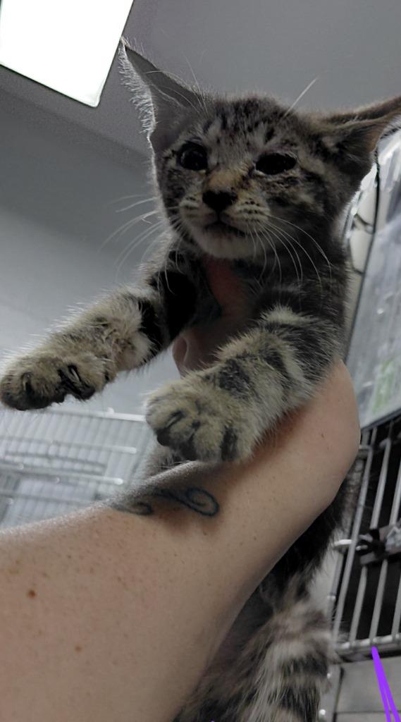 Luke, Adoptable, Kitten Male Domestic Short Hair.