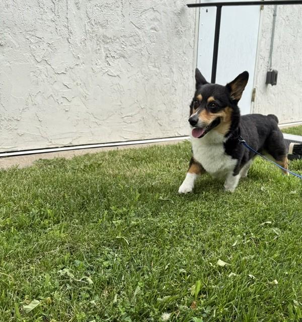 Enlarge Arlo-I26027, a ADOPTABLE Pembroke Welsh Corgi in Anoka, MN image 3/5