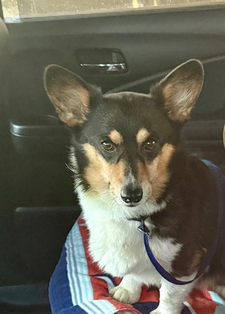 Enlarge Arlo-I26027, a ADOPTABLE Pembroke Welsh Corgi in Anoka, MN image 2/5