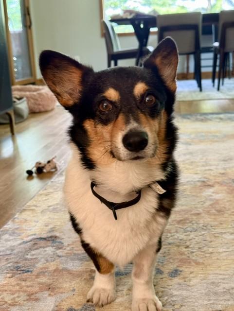 Enlarge Arlo-I26027, a ADOPTABLE Pembroke Welsh Corgi in Anoka, MN image 1/5