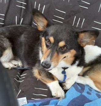Enlarge Arlo-I26027, a ADOPTABLE Pembroke Welsh Corgi in Anoka, MN image 4/5