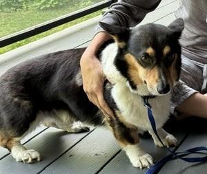 Enlarge Arlo-I26027, a ADOPTABLE Pembroke Welsh Corgi in Anoka, MN image 5/5