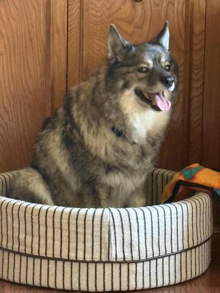 Louie fka Lobo, Adoptable, Adult Male Husky & Pomeranian.