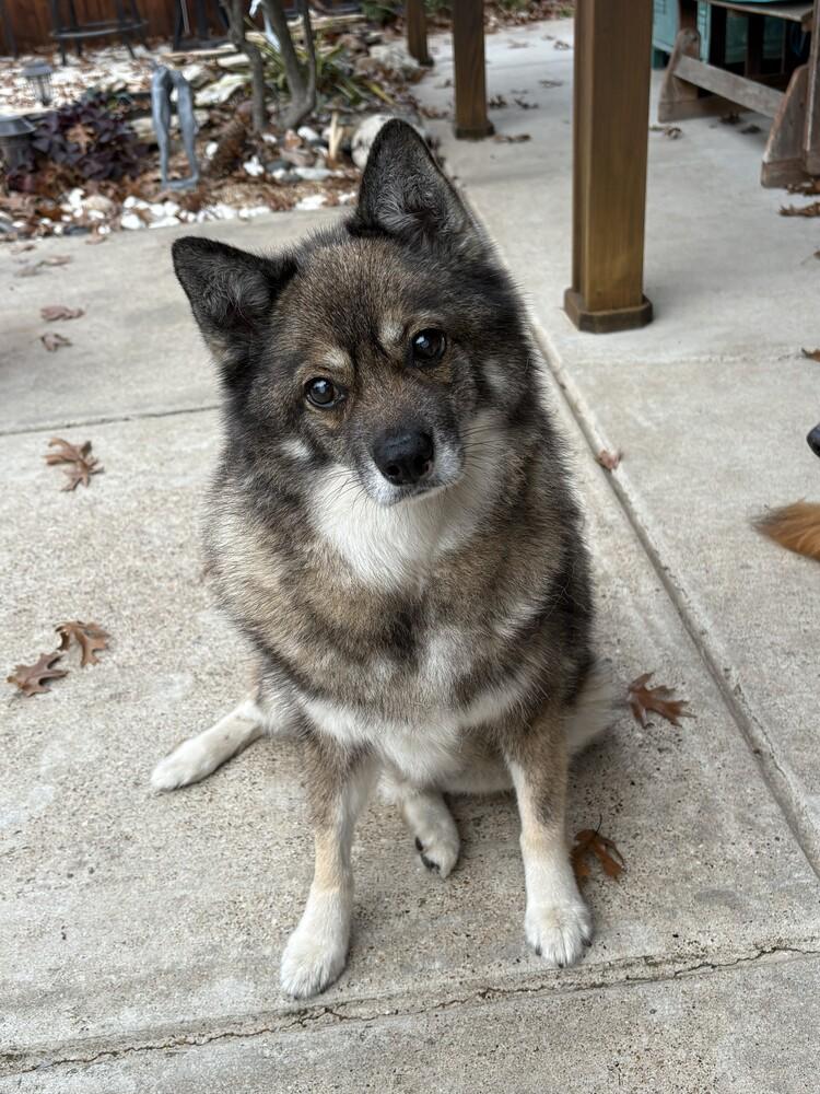 Louie fka Lobo, Adoptable, Adult Male Husky & Pomeranian.