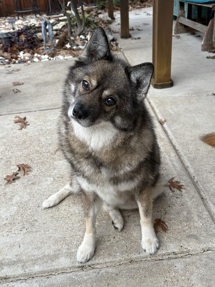 Louie fka Lobo, Adoptable, Adult Male Husky & Pomeranian.