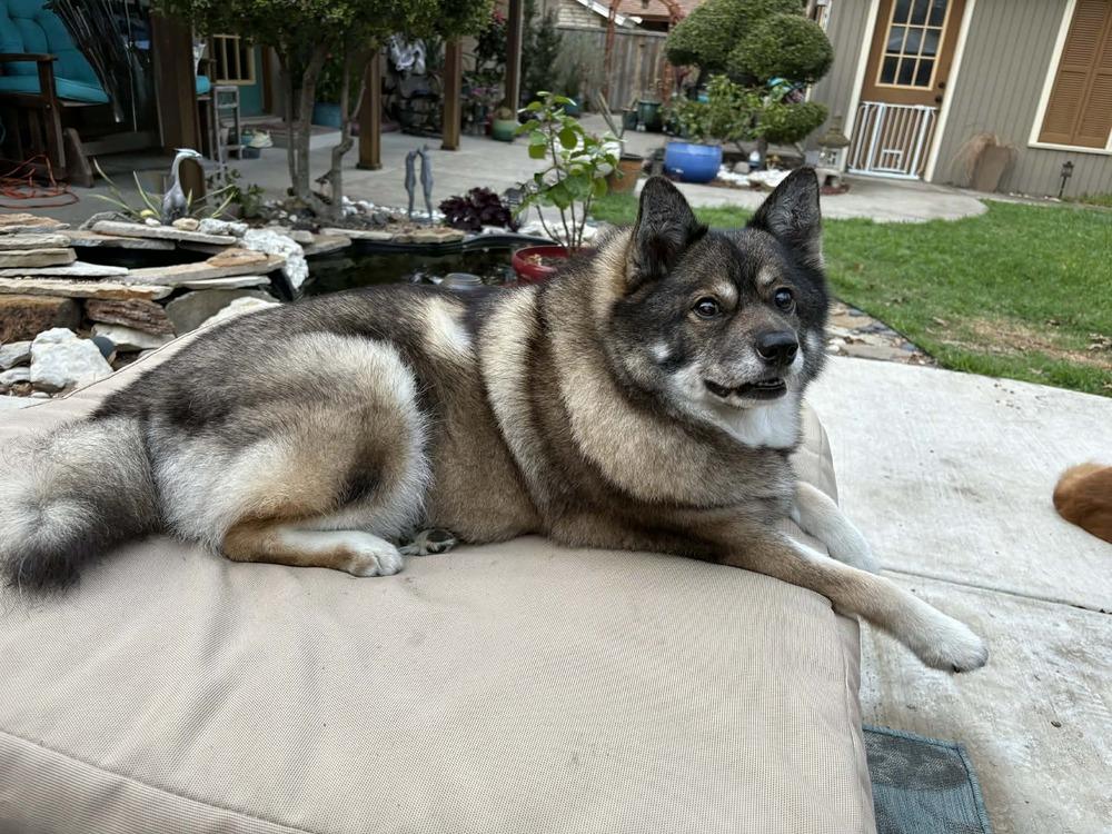 Enlarge Louie fka Lobo, a Adoptable mixed breed in Richardson, TX image 3/6