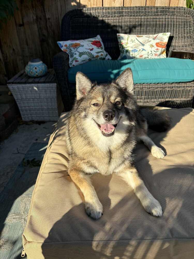 Enlarge Louie fka Lobo, a Adoptable mixed breed in Richardson, TX image 2/4