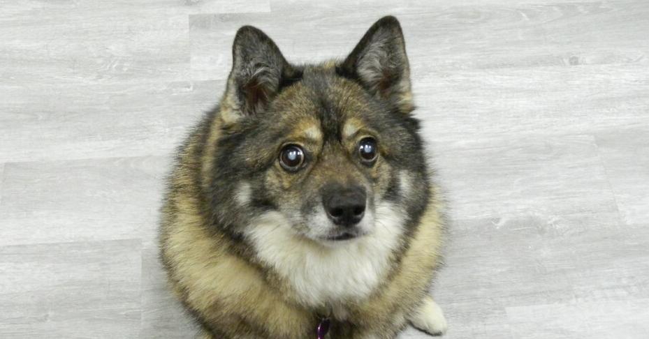 Louie fka Lobo, Adoptable, Adult Male Husky & Pomeranian.