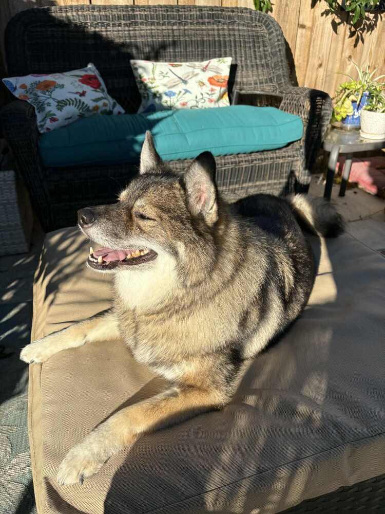 Enlarge Louie fka Lobo, a Adoptable mixed breed in Richardson, TX image 3/4