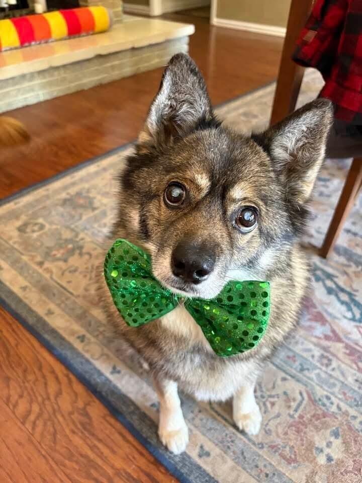 Enlarge Louie fka Lobo, a Adoptable mixed breed in Richardson, TX image 4/6