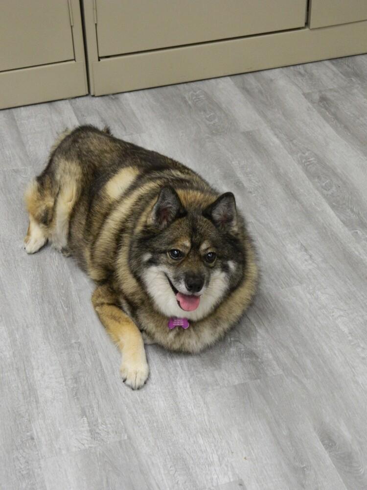 Enlarge Louie fka Lobo, a Adoptable mixed breed in Richardson, TX image 3/6