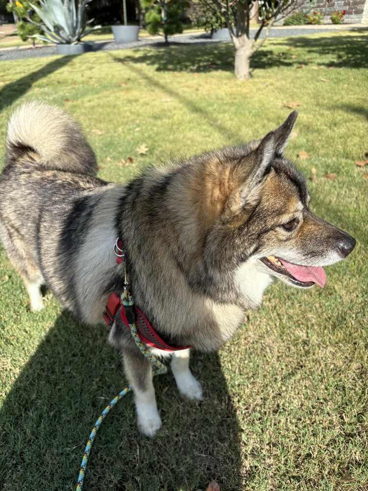 Enlarge Louie fka Lobo, a Adoptable mixed breed in Richardson, TX image 5/6