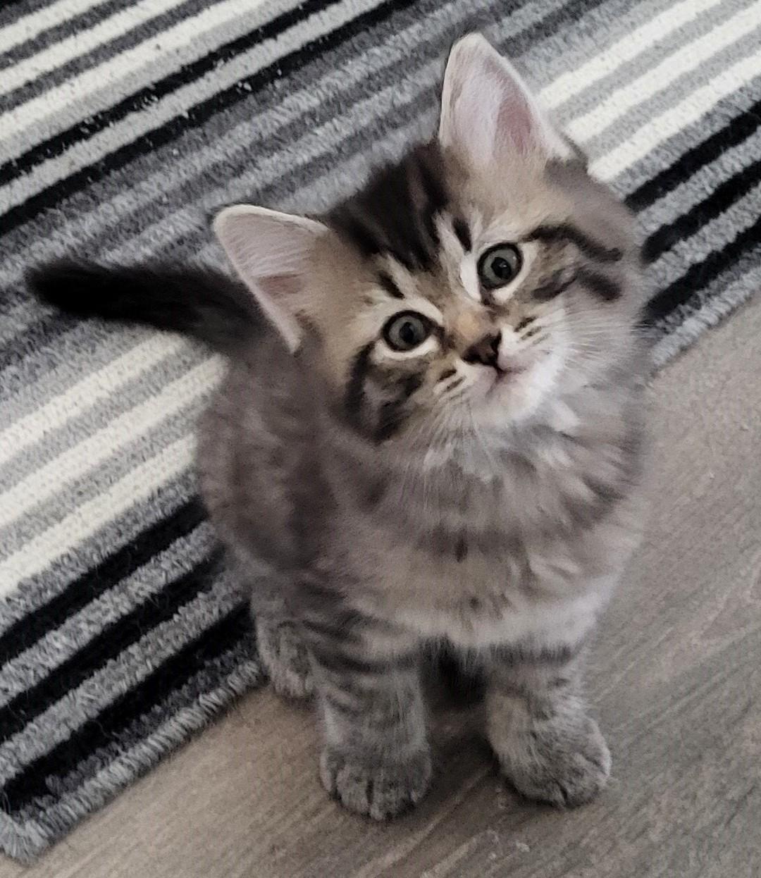 Gamache, Adoptable, Kitten Male Domestic Long Hair.