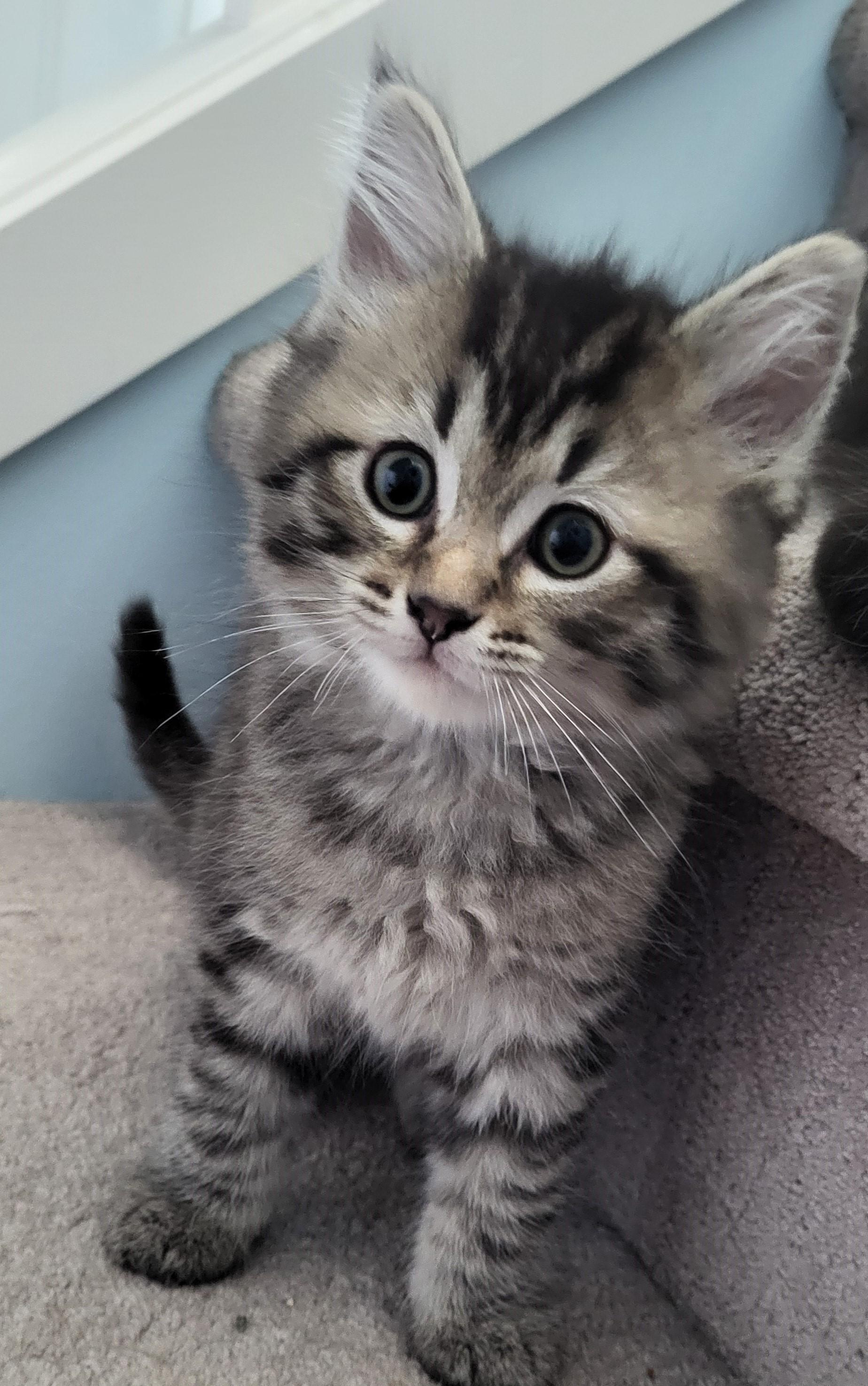 Enlarge Gamache, a Adoptable Domestic Long Hair in Saanichton, BC image 2/4