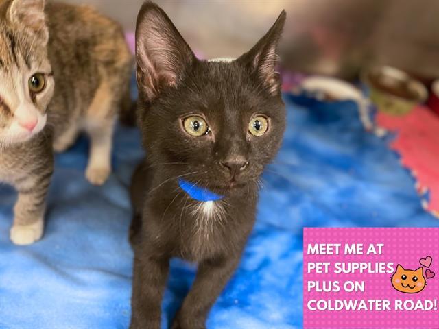 STORM, Adoptable, Kitten Male Domestic Short Hair.