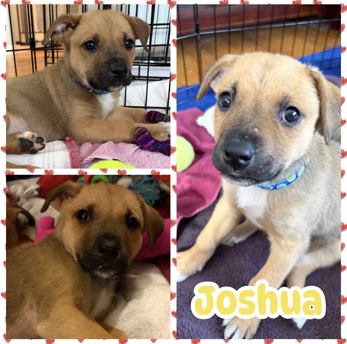 Joshua, ADOPTABLE, Puppy Male Shepherd & Labrador Retriever.