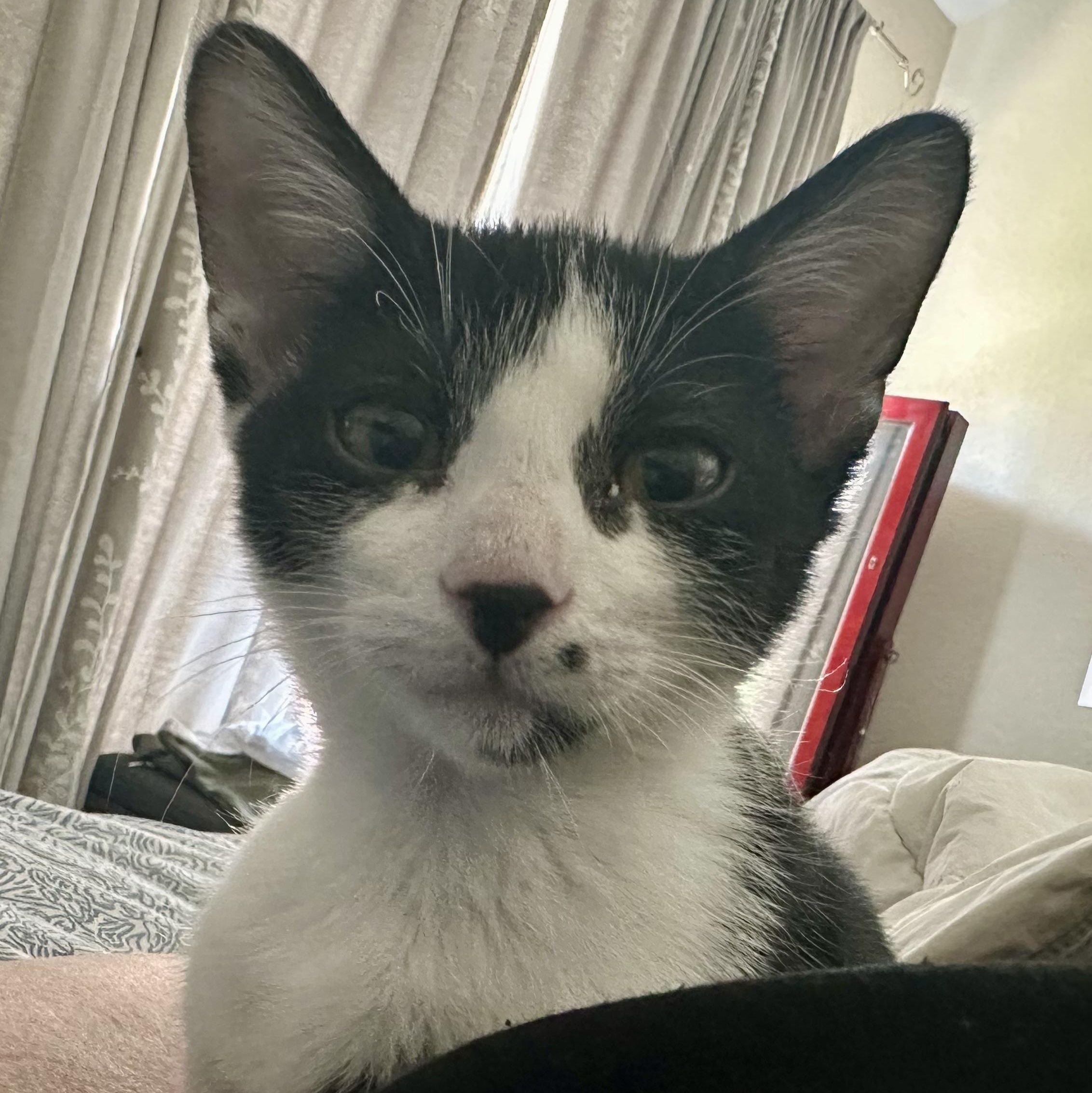Finn, adopted, Kitten Male American Shorthair.