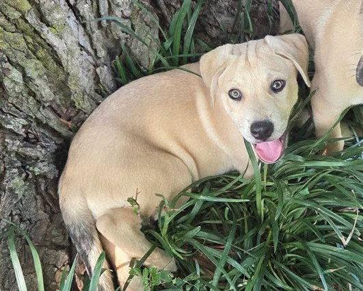 Tex, Adoptable, Puppy Male Black Mouth Cur.